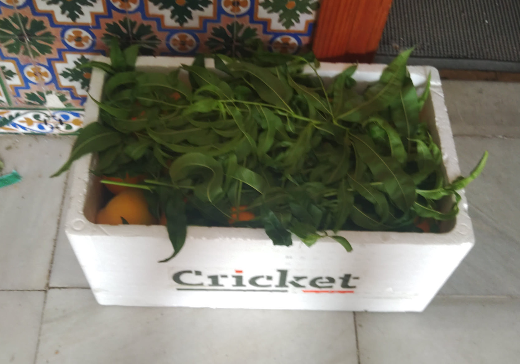 Melocotón Enormes